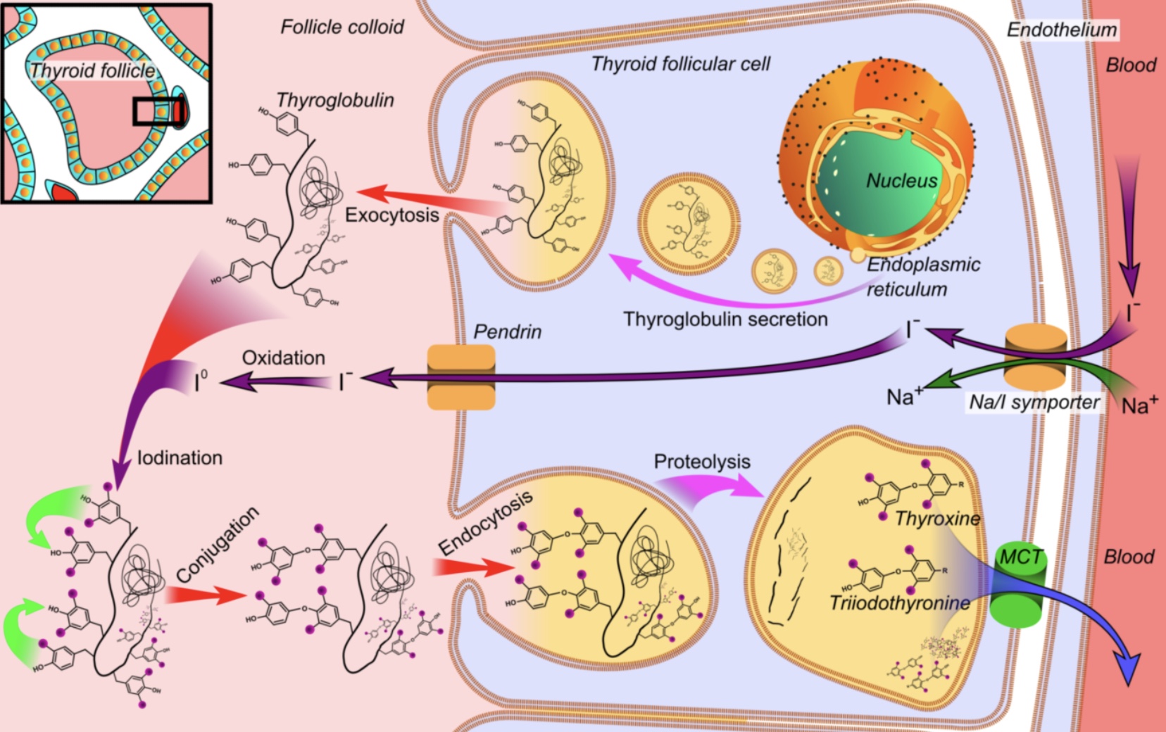 Understanding thyroid hormone metabolism in the context of a contest prep scenario